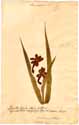 Polianthes tuberosa L., front