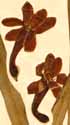 Polianthes tuberosa L., flowers x6