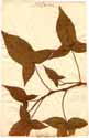 Polygonum arifolium L., framsida