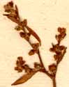 Polygonum aviculare L., inflorescens x8