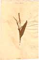 Polygonum barbatum L., framsida