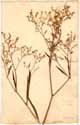 Polygonum divaricatum L., framsida