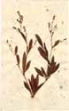 Polygonum divaricatum L., front