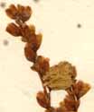 Polygonum divaricatum L., inflorescens x8