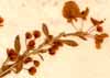 Polygonum frutescens L., blomställning x7