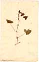 Polygonum perfoliatum L., framsida