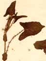 Polygonum perfoliatum L., close-up x4