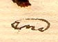 Polygonum sp., närbild av Linnés text