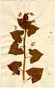Polygonum tataricum L., framsida