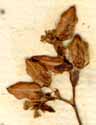 Polygonum tataricum L., blomställning x8