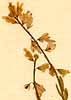 Polygala amara L., inflorescens x8
