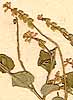 Polygala ciliata L., inflorescens x8