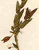 Polygala trinerva Thunb., inflorescens x8