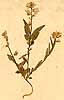 Polygala vulgaris L., close-up, front x3