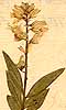 Polygala vulgaris L., inflorescens x8