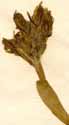 Pontederia rotundifolia L., närbild x8