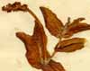 Potamogeton perfoliatum L., blad och blommor x8