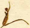 Potamogeton pusillum L., inflorescens x8