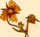 Potentilla alba L., blomställning x8