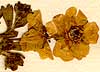 Potentilla aurea L., blomställning x8