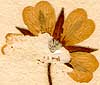 Potentilla fragariastrum, inflorescens x8