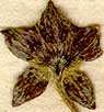 Potentilla reptans L., inflorescens x8