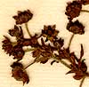 Potentilla supina L., blomställning x6