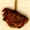 Potentilla supina L., inflorescens x8