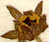 Potentilla supina L., blomställning x8