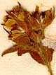 Potentilla valderia L., inflorescens x8
