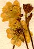 Potentilla verna L., inflorescens x8