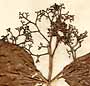 Premna integrifolia L., inflorescens x5