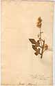 Prenanthes altissima L., framsida
