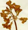 Primula auricula L., blomställning x4