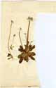 Primula farinosa L., framsida