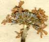 Primula farinosa L., inflorescens x8