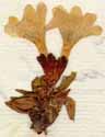 Primula integrifolia L., inflorescens x8