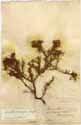 Protea purpurea L., framsida