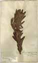 Protea tomentosa Thunb., framsida