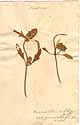 Prunella laciniata L., framsida