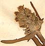 Prunella laciniata L., inflorescens x8
