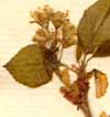 Prunus mahaleb L., inflorescens x6