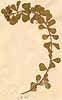 Psoralea aculeata L., närbild, framsida x2
