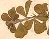 Psoralea aculeata L., närbild x8