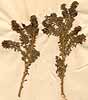 Psoralea aculeata L., närbild, framsida