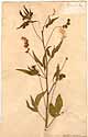 Psoralea glandulosa L., front