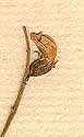 Psoralea glandulosa L., blomma x8
