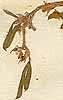 Psoralea sp., inflorescens x8