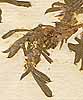 Psoralea sp., inflorescens x8
