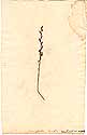 Psoralea tenuifolia L., framsida
